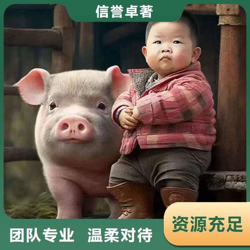 宿遷市泗洪到漯河仔豬運(yùn)輸放心省心