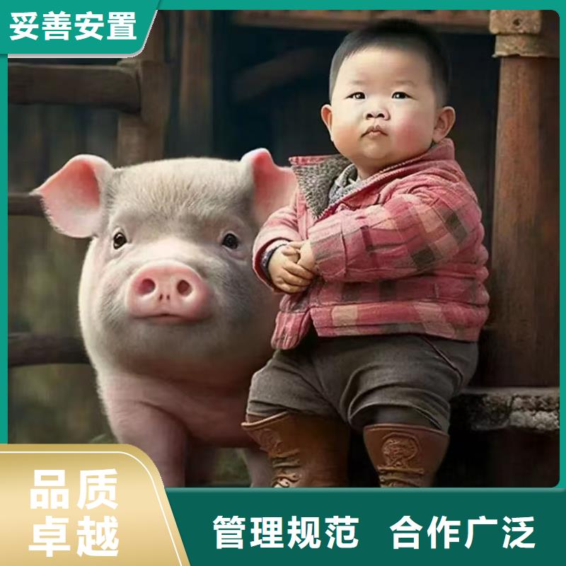 杭州到株洲猪只贸易严格规范