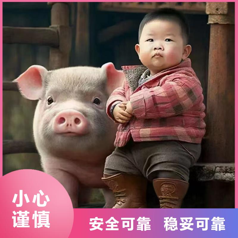 沭阳县到六安猪运输行业领先