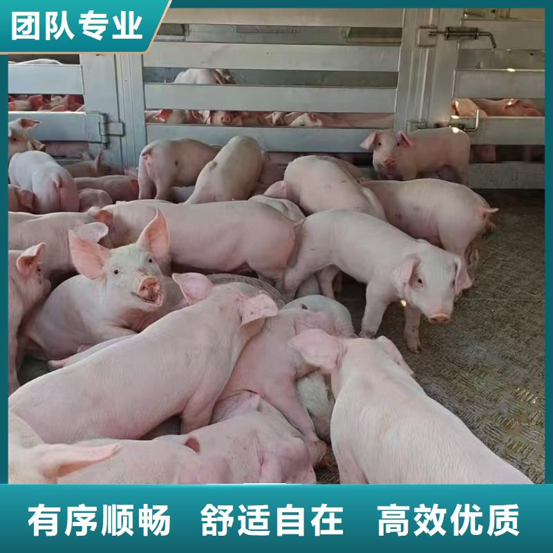 宿遷到種豬運(yùn)輸線(xiàn)上可查品質(zhì)做服務(wù)
