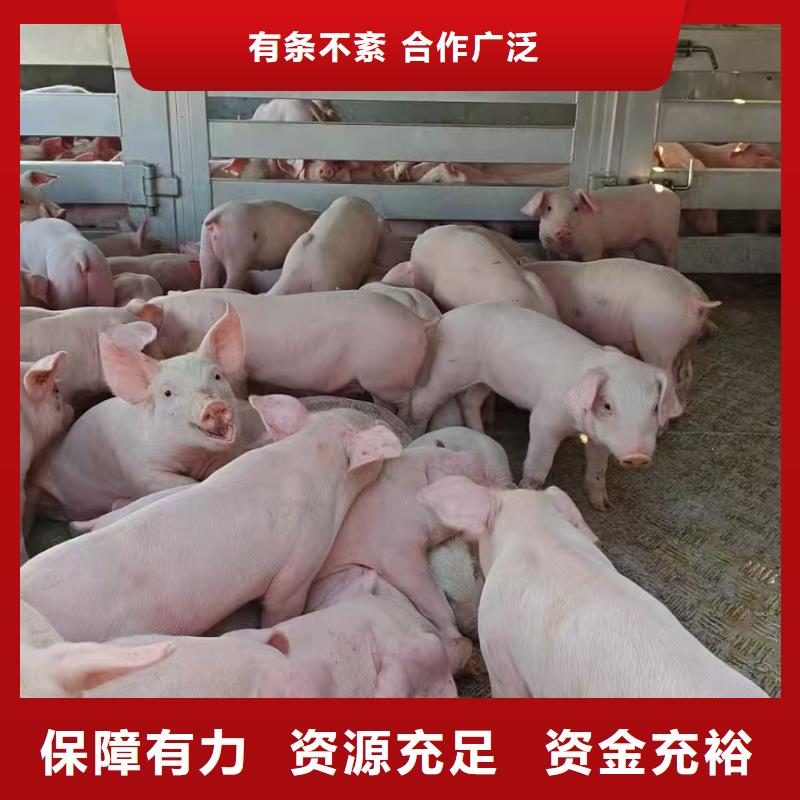 苏州到抚州仔猪运输防颠簸运输