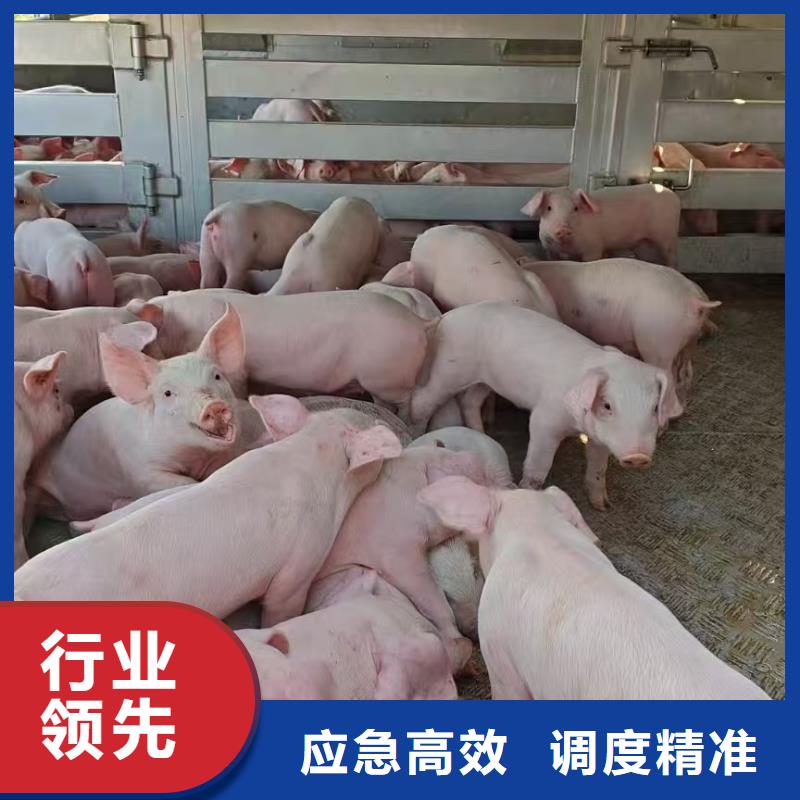 宿遷市沭陽(yáng)到豬只運(yùn)輸專用車設(shè)備精良優(yōu)選廠商