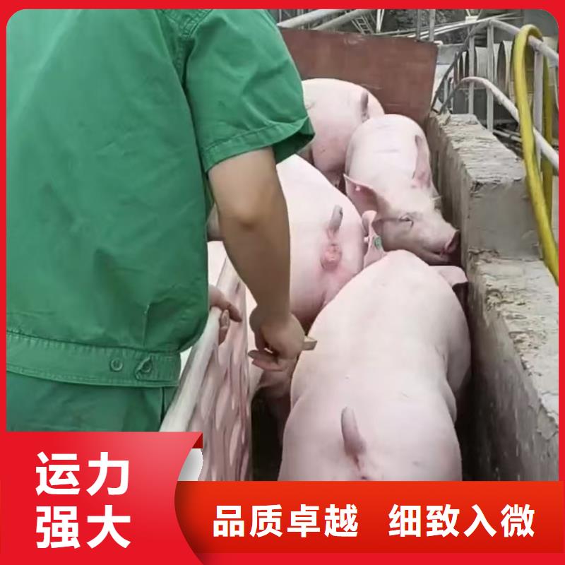 日照到西寧生豬物流口碑良好