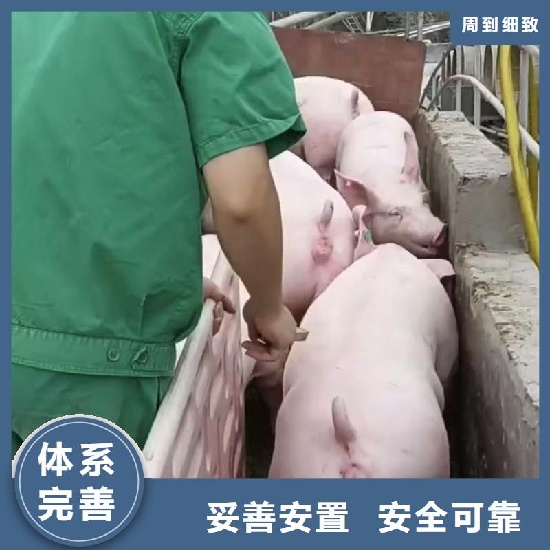 宿遷市泗洪到衢州種豬運輸放心省心