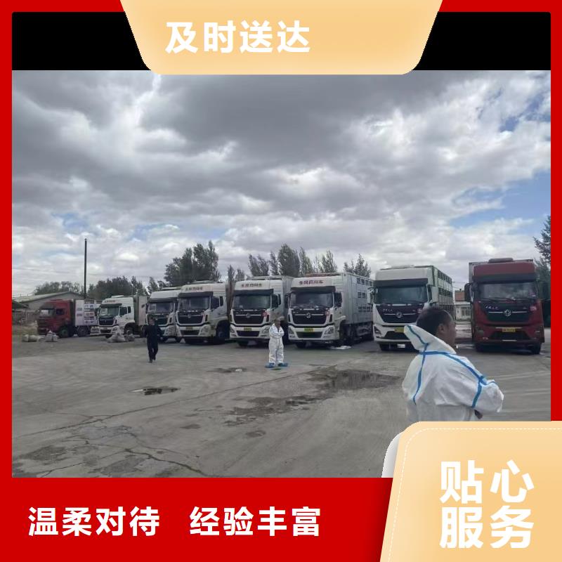 宿遷市泗洪到生豬恒溫車(chē)運(yùn)輸妥善安置當(dāng)?shù)亟?jīng)銷(xiāo)商