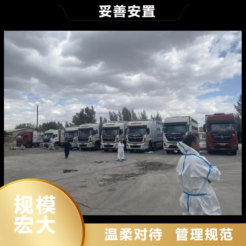 宿遷市泗陽到生豬空調(diào)車運(yùn)輸小心謹(jǐn)慎品質(zhì)保障售后無憂
