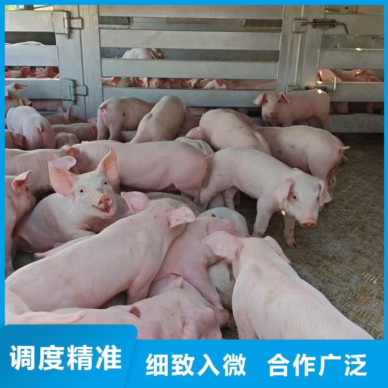 宿迁市泗阳到焦作仔猪空调车运输每天发车