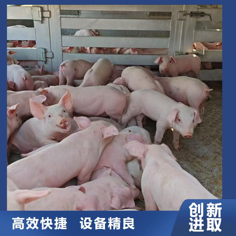 郑州到中站猪运输及时送达