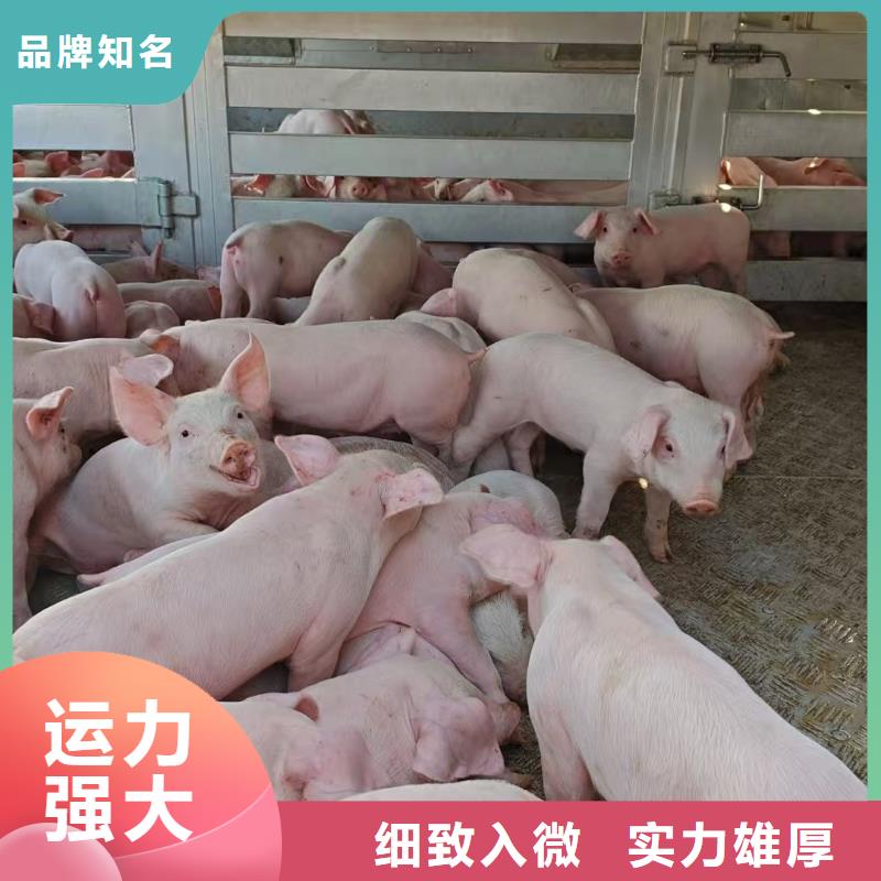 宿遷市泗洪到三門峽活禽運(yùn)輸穩(wěn)妥可靠