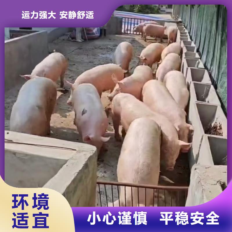 宿迁市泗洪到驻马店农牧运输正规物流