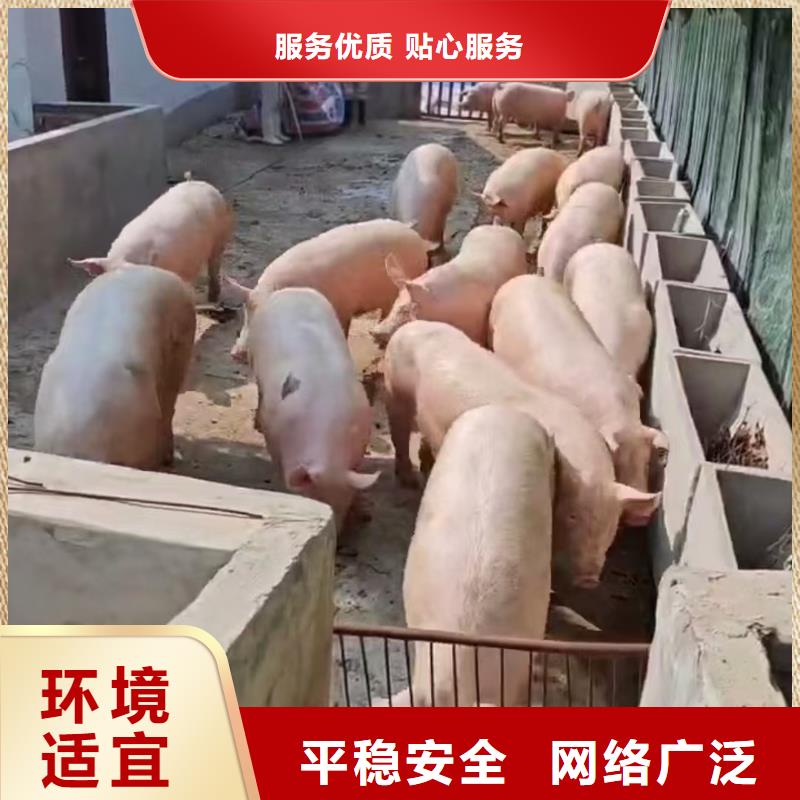 泗洪县到株洲猪只运输专用车精心照料