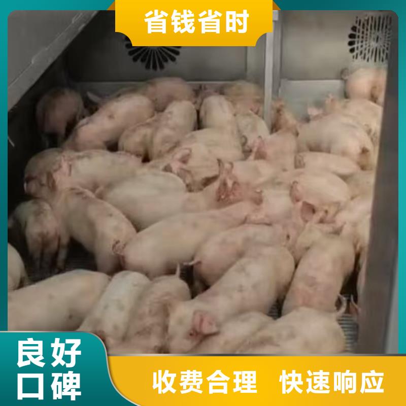 宿迁泗洪到日喀则牛运输-专用车口碑商家