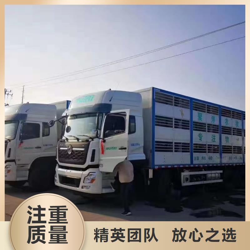 盐城到广东羊运输-空调车车辆