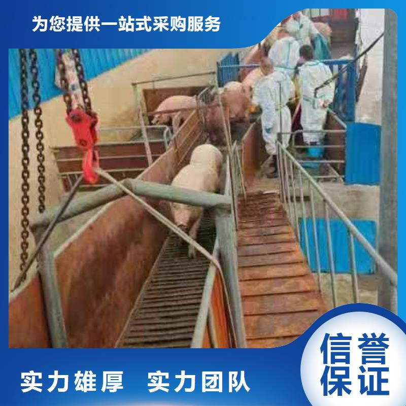 連云港到樂山種仔豬運(yùn)輸-專用車方便快捷