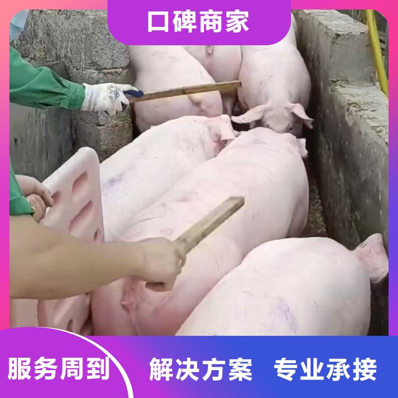 孝感豬牛羊運輸專業(yè)品質(zhì)專業(yè)公司活禽運輸