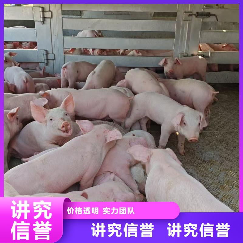 徐州到昆明種豬運(yùn)輸-恒溫車(chē)公道