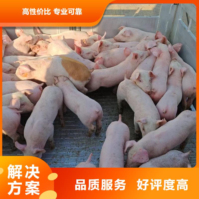 泗洪到淮南农牧运输