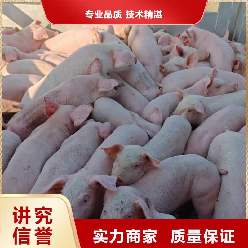 宿遷沭陽到來賓豬運輸-恒溫車誠實守信