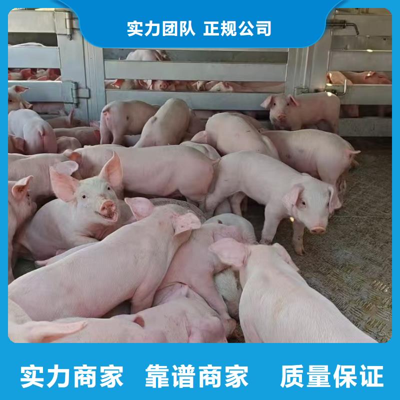 宿迁泗阳到扬州活禽运输安静舒适