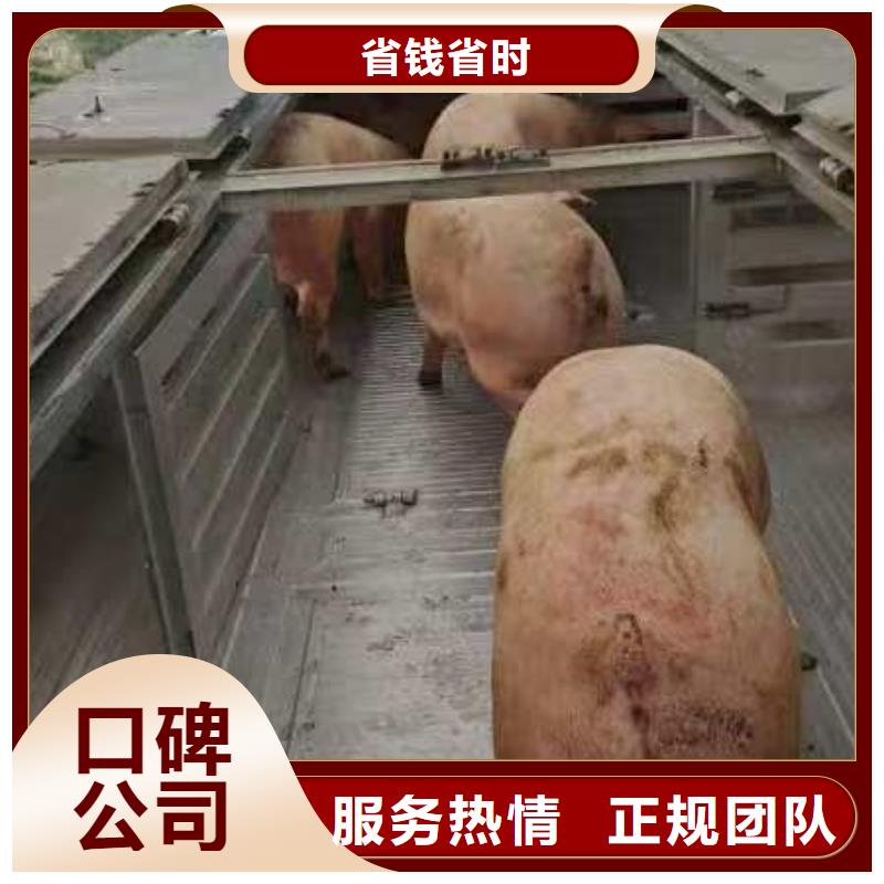 宿迁泗洪到郑州二育运输规模宏大