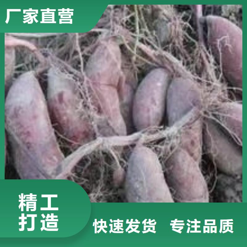 紅薯苗（西瓜紅）2025新苗上市貨源報價