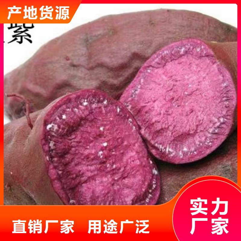 紫紅薯苗報價產(chǎn)品細(xì)節(jié)參數(shù)