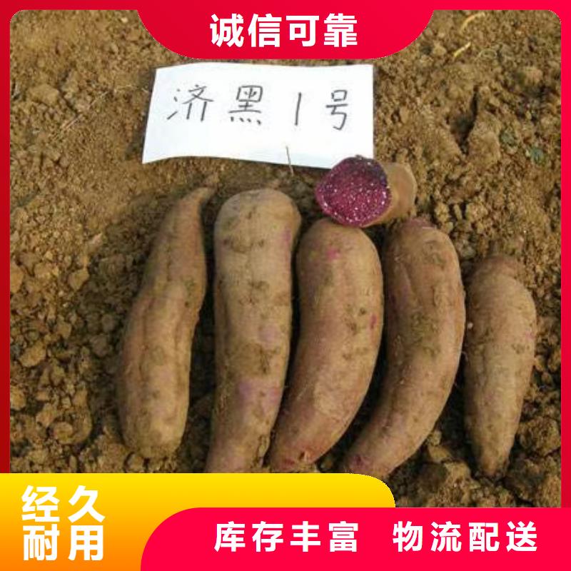 紫地瓜苗能吃吗当地生产商