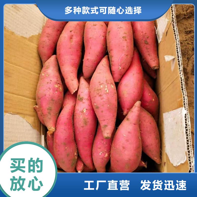 紫薯種子市場(chǎng)報(bào)價(jià)本地供應(yīng)商