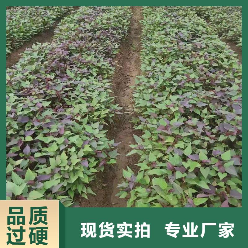 紫薯苗子歡迎致電來(lái)圖來(lái)樣定制