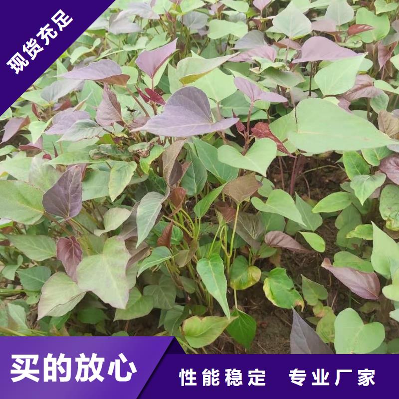 紫紅薯苗歡迎致電品質服務誠信為本