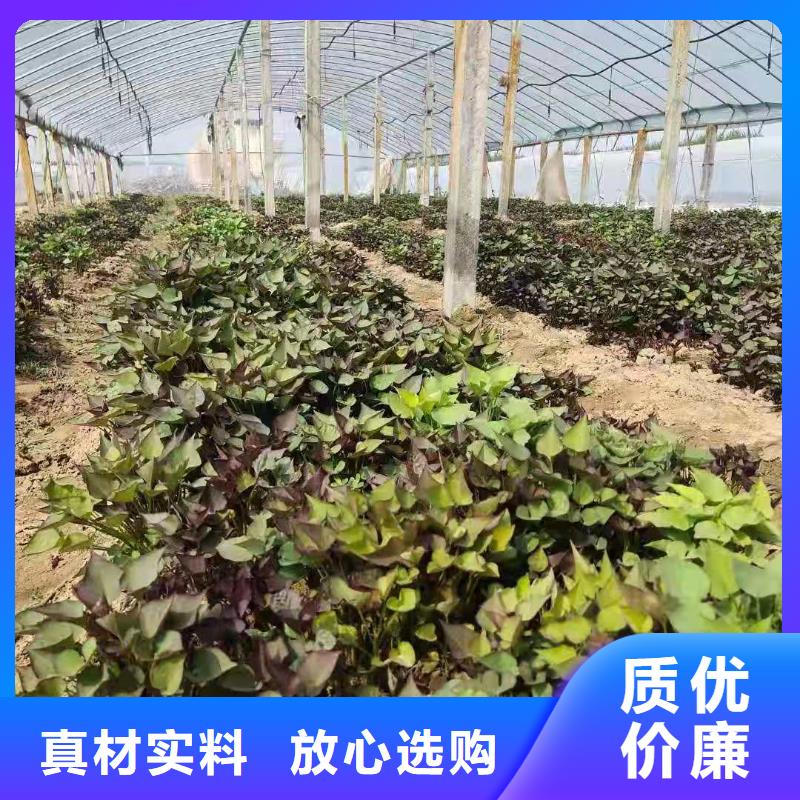 紫地瓜苗子源頭廠(chǎng)家本地供應(yīng)商