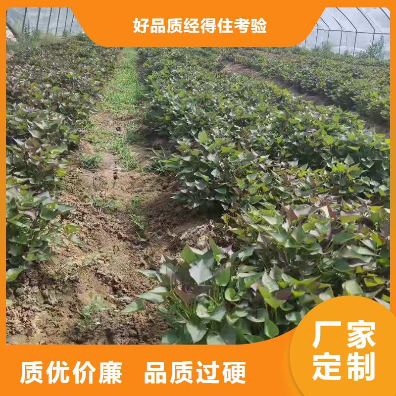 紫地瓜苗什么时候种本地范围供应商