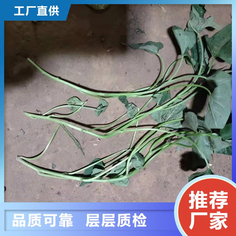 紫薯苗（綾紫）種植基地同城生產廠家