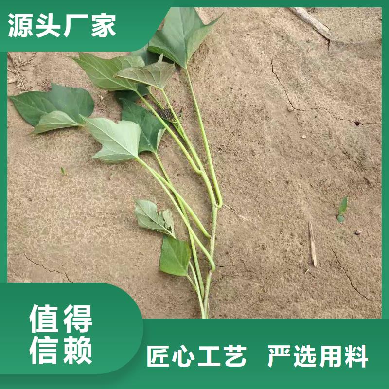 紫薯种苗欢迎致电厂家自营