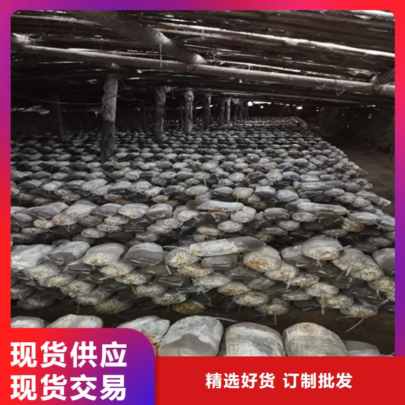 #灵芝超微粉#欢迎来厂参观48小时发货