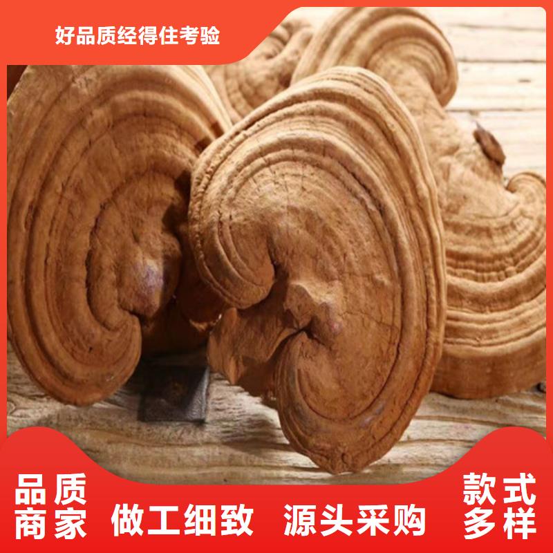 靈芝菌種廠家優(yōu)選0中間商差價(jià)