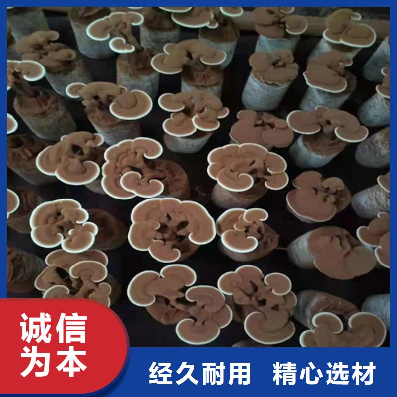 
靈芝孢子粉廠家-信守承諾實力優(yōu)品