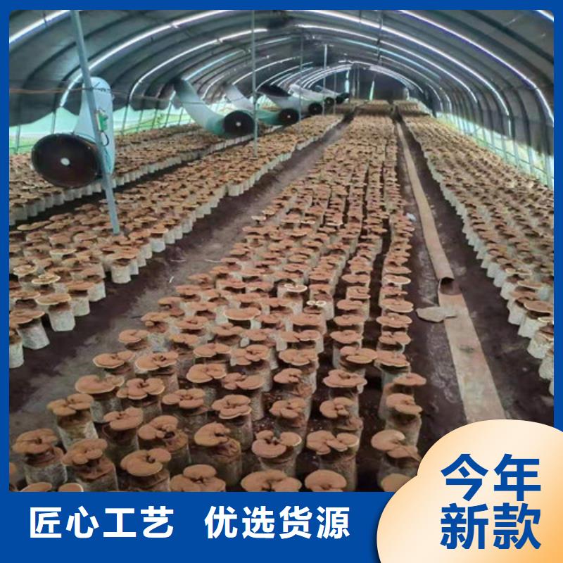 泡酒靈芝廠家服務(wù)熱線本地生產(chǎn)商
