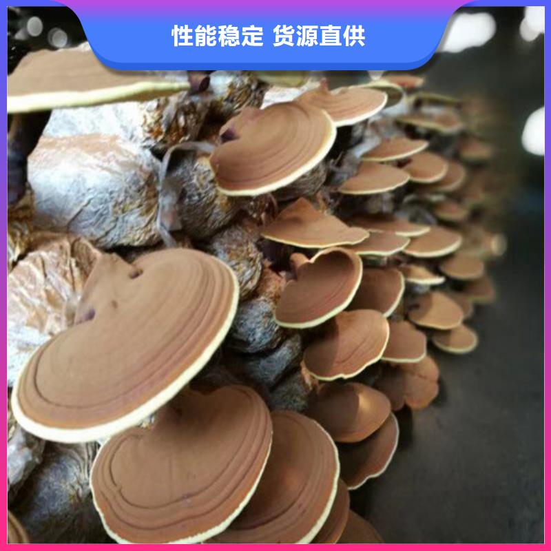 破壁靈芝孢子值得信賴