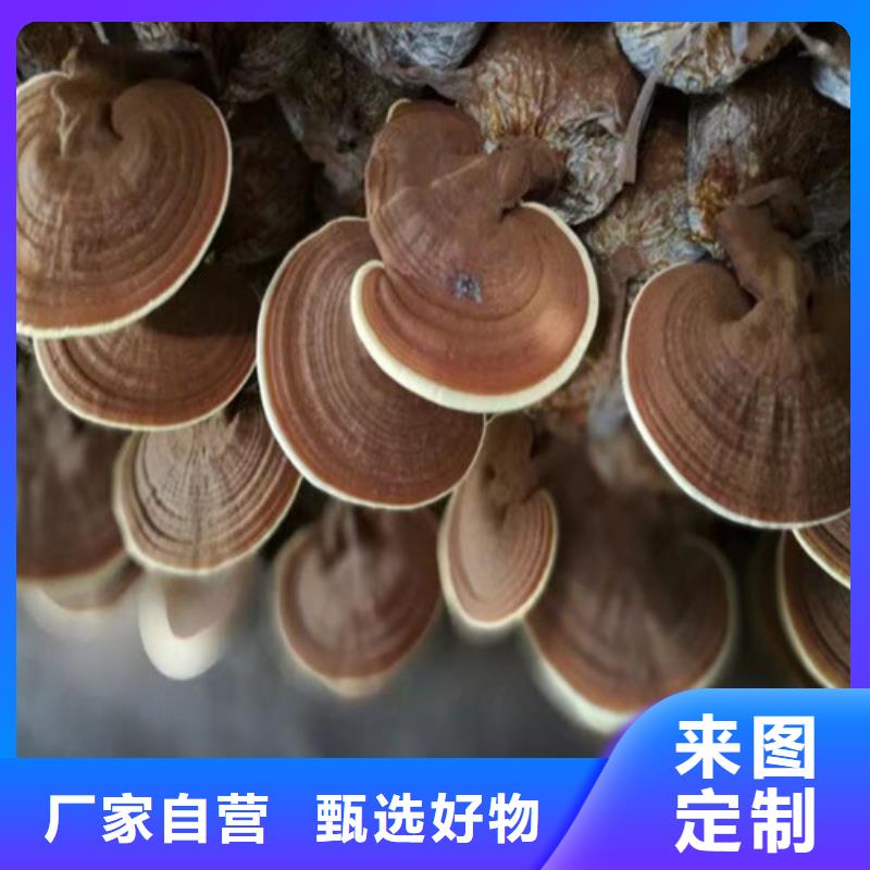 品質(zhì)保證的靈芝廠家廠誠(chéng)信經(jīng)營(yíng)