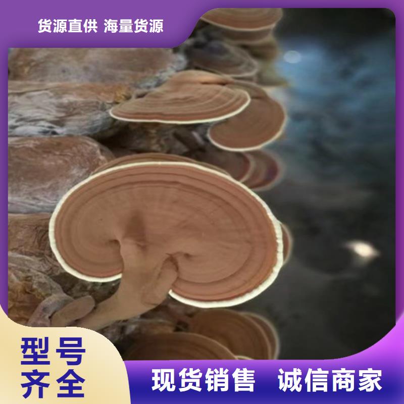 鞍山
孢子靈芝24小時(shí)發(fā)貨