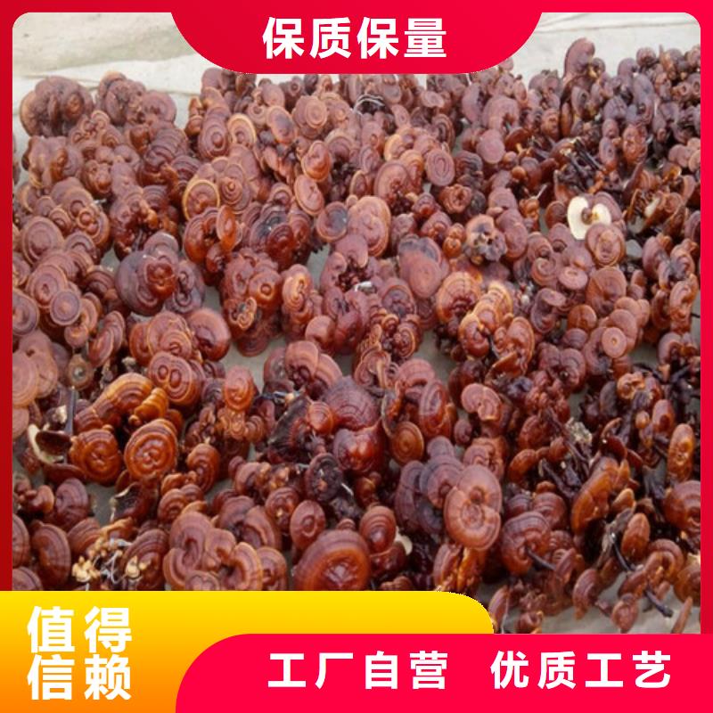 常年供應(yīng)
靈芝超細(xì)粉-大型廠家當(dāng)?shù)仄放?> </div>
              <div   id=