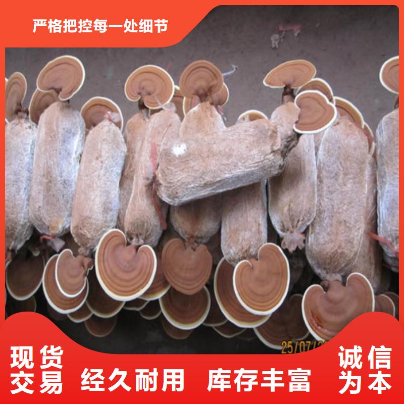 
靈芝超細(xì)粉廠家直發(fā)-價(jià)格透明安心購(gòu)