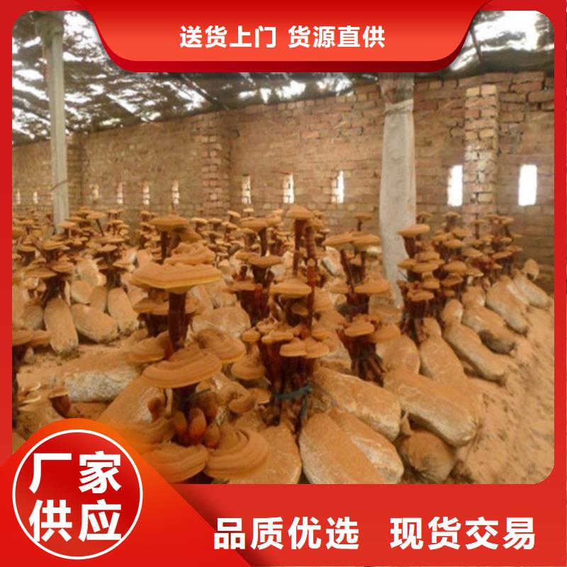 
靈芝粉詳情電話咨詢(xún)品質(zhì)卓越