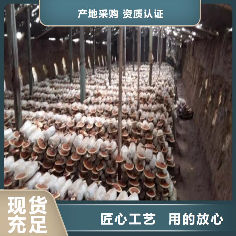 优质煲汤灵芝厂家工厂批发