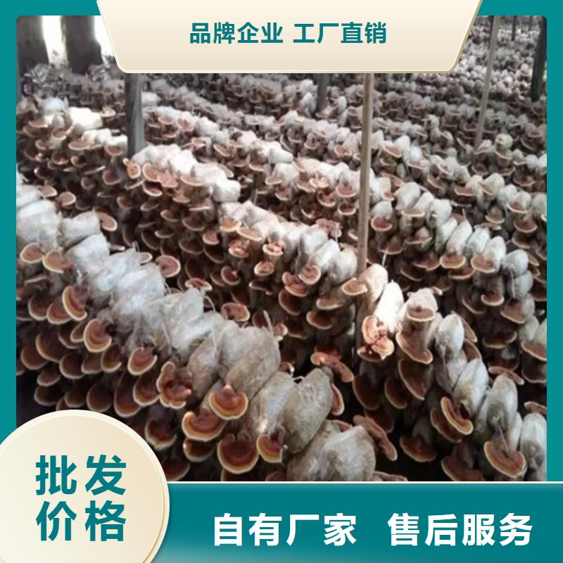鞍山
孢子靈芝24小時(shí)發(fā)貨