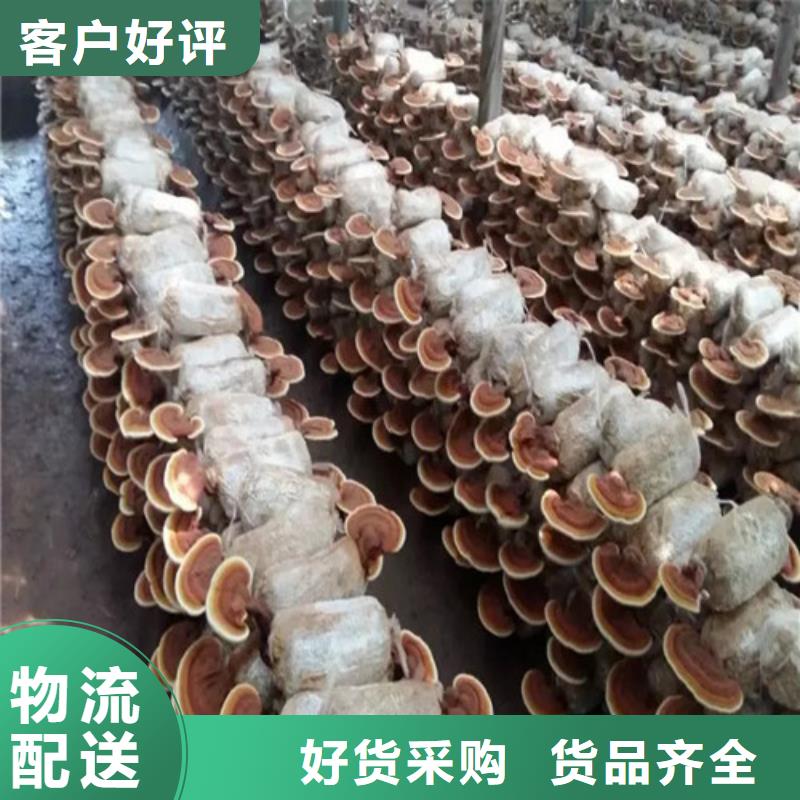 破壁靈芝孢子值得信賴