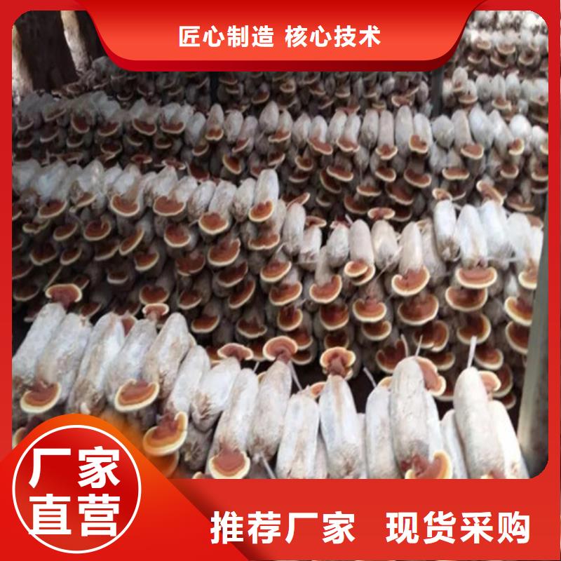 
灵芝孢子粉、
灵芝孢子粉厂家直销-认准云海灵芝种植专业合作社支持拿样