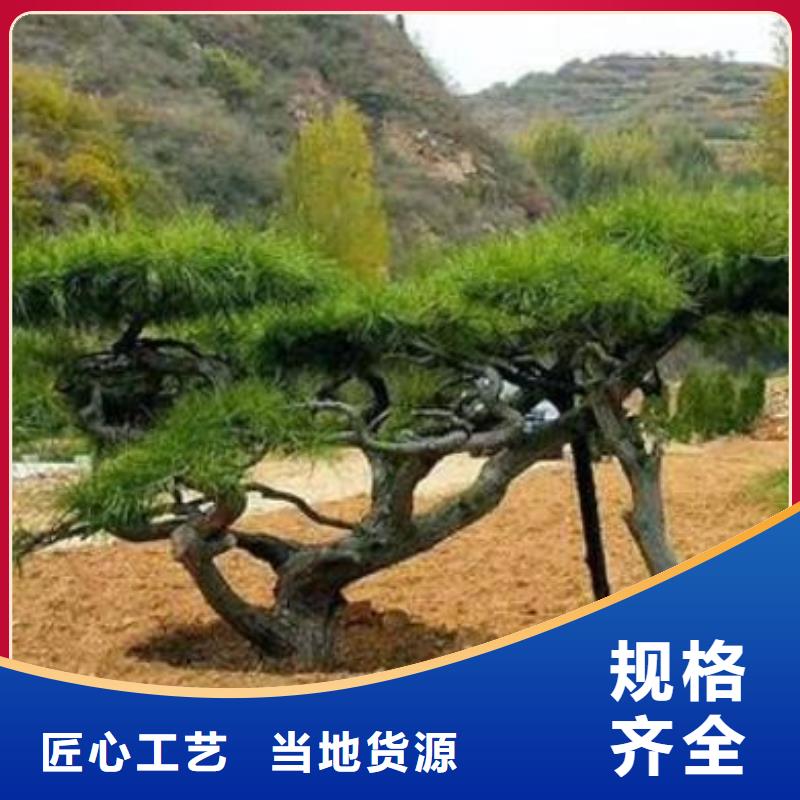 造型黑松-客戶都認(rèn)可本地廠家