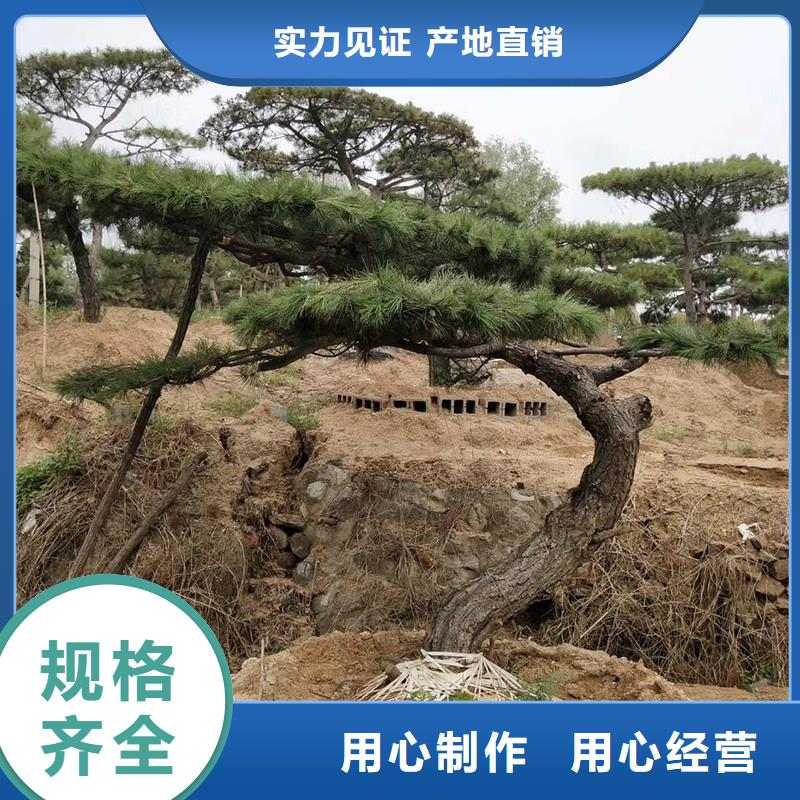 山東經(jīng)驗豐富的平頂松公司設(shè)計制造銷售服務(wù)一體